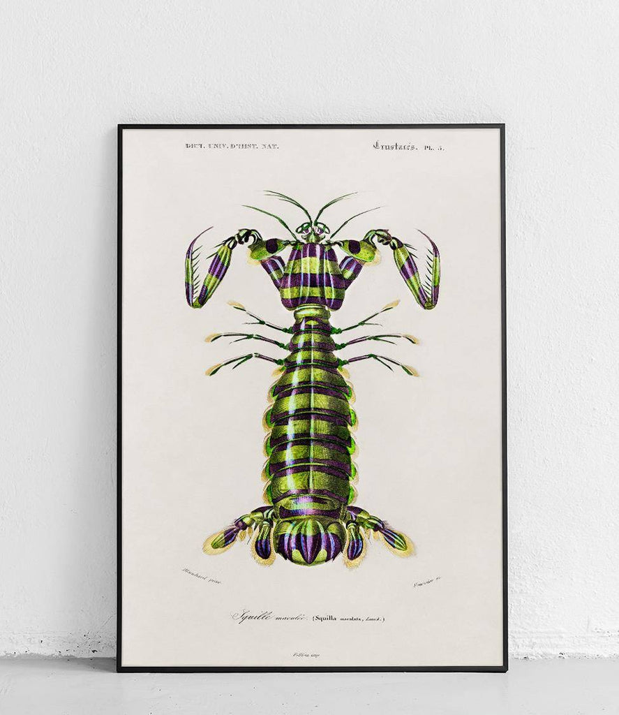 Mantis shrimp - poster