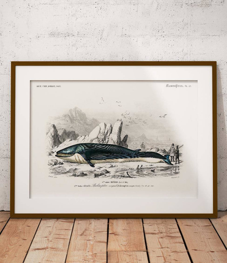 Blue Whale - poster