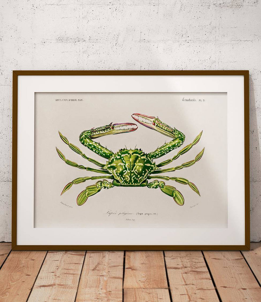 Crab - poster