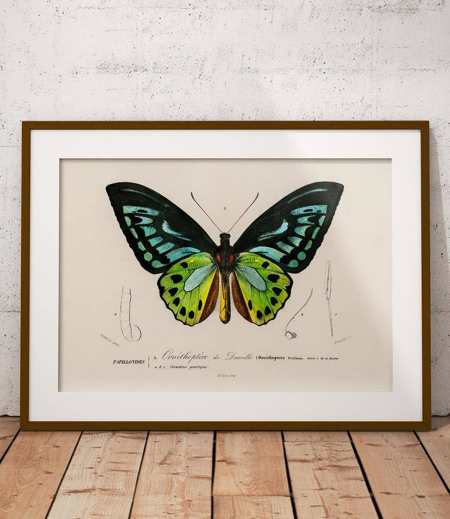 Ornithoptera butterfly - poster