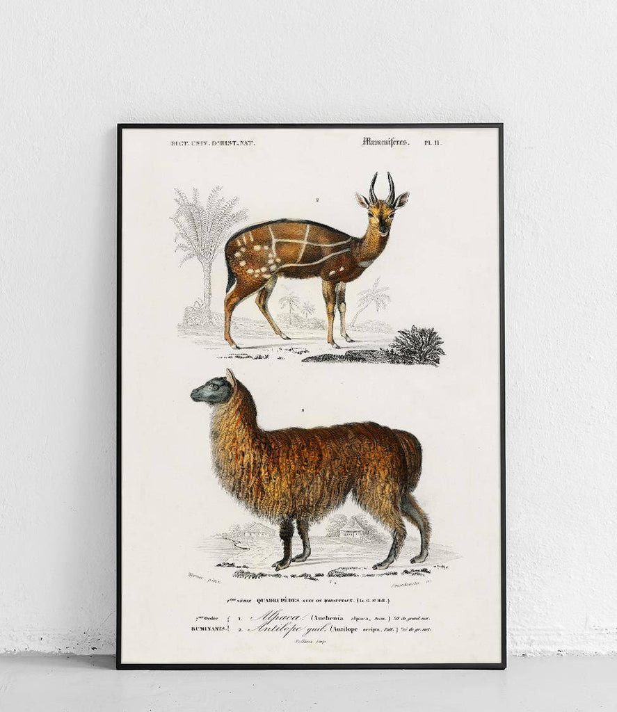 Antelope and Alpaca - poster