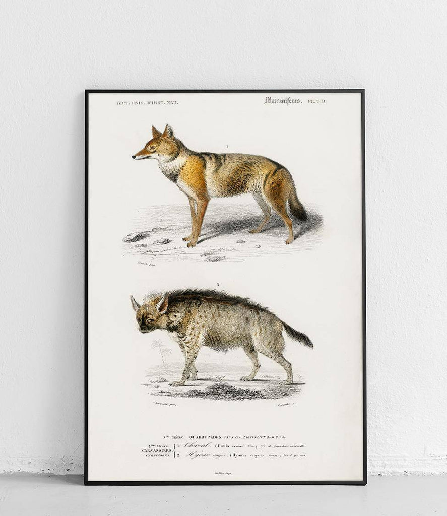 Golden jackal and striped hyena - poster