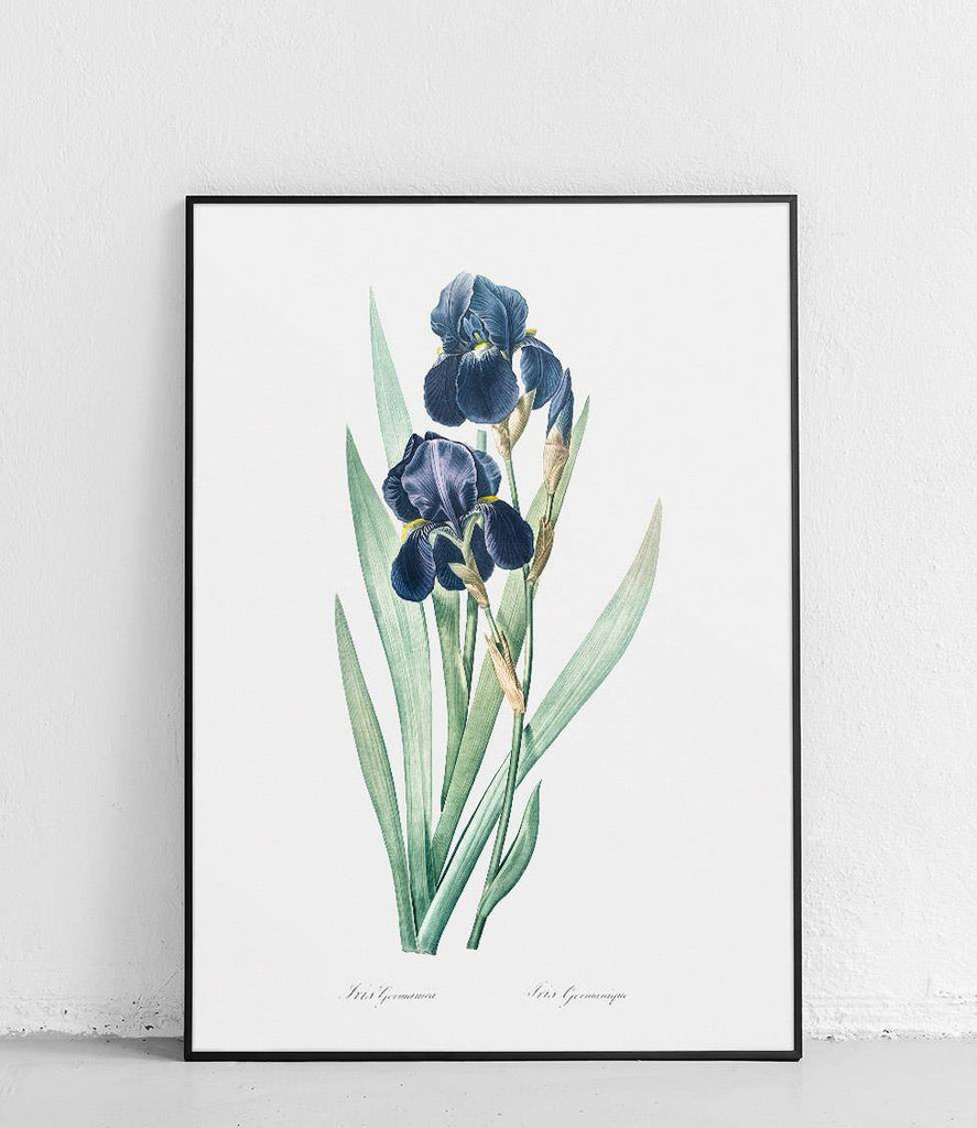 Bearded iris - poster