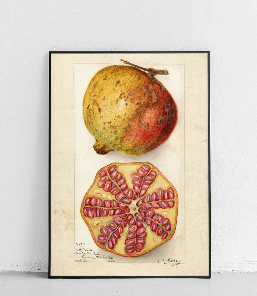Pomegranate - poster