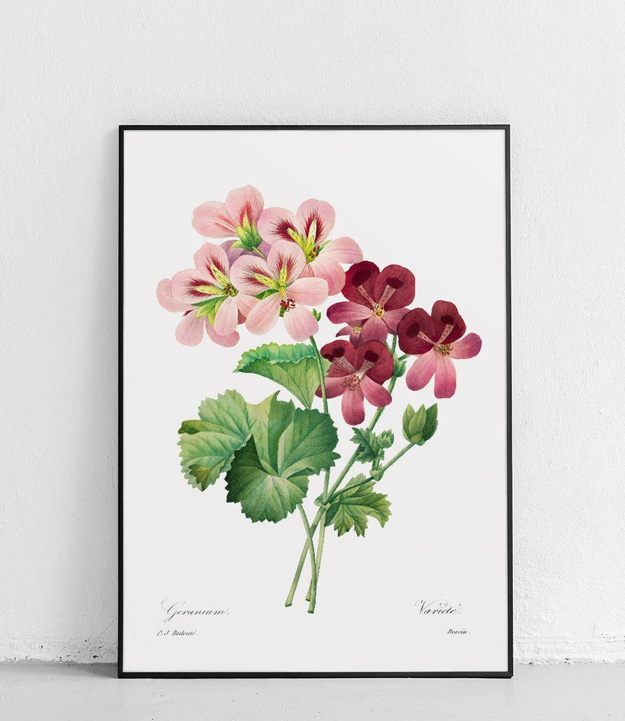 Pelargonium - poster