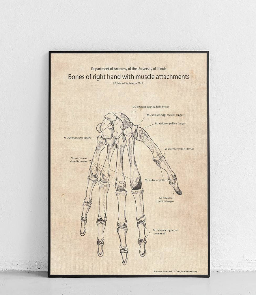 Hand skeletal and muscular system - poster