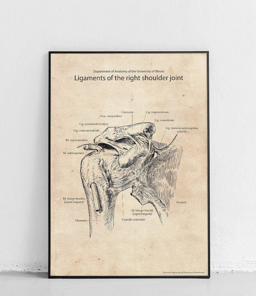 Ligaments of the right shoulder joint - poster
