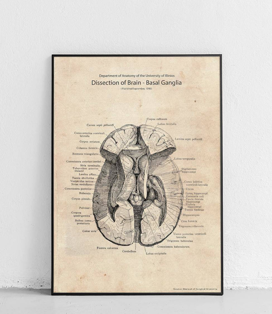 Cross-section of the brain - basal ganglia - poster