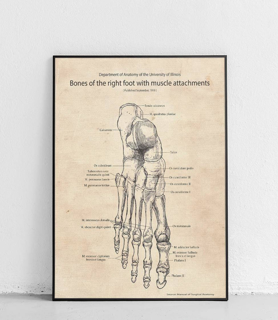 Foot bone and muscular system - poster