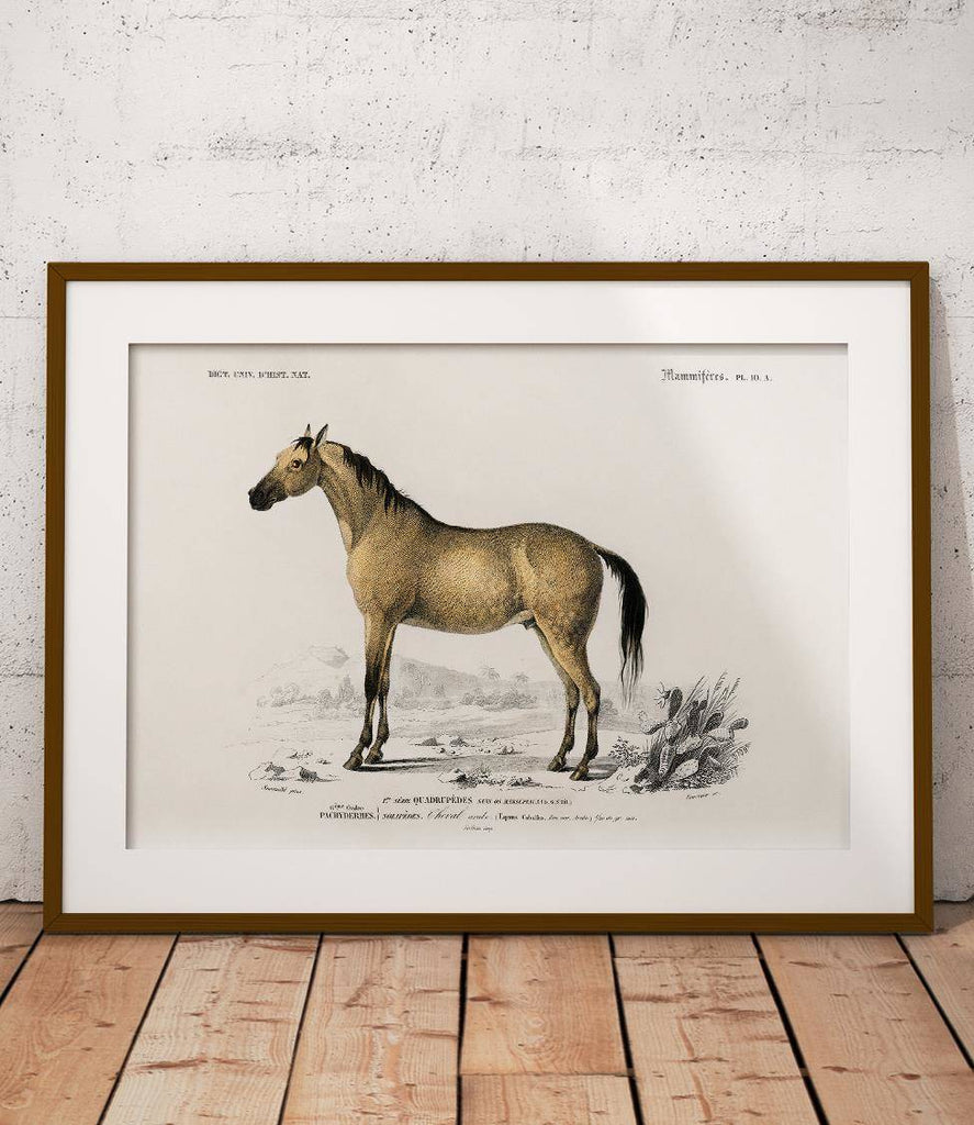 Domestic horse - poster