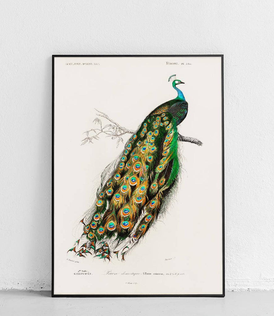 Indian peacock - poster