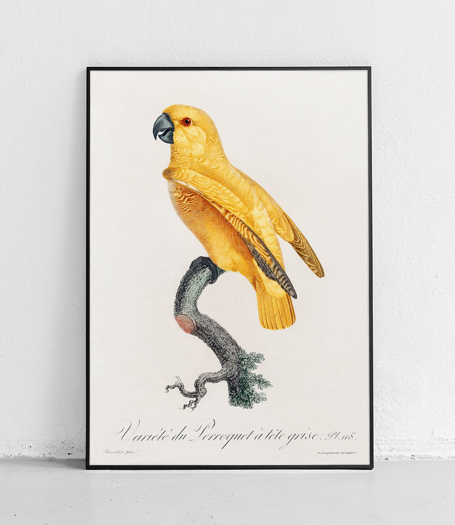 African Yellow-bellied Parrot - poster