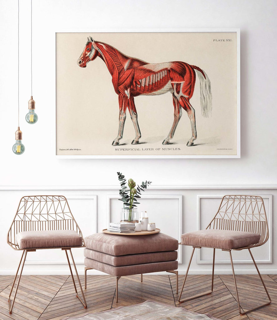 Muscular system of the horse - poster