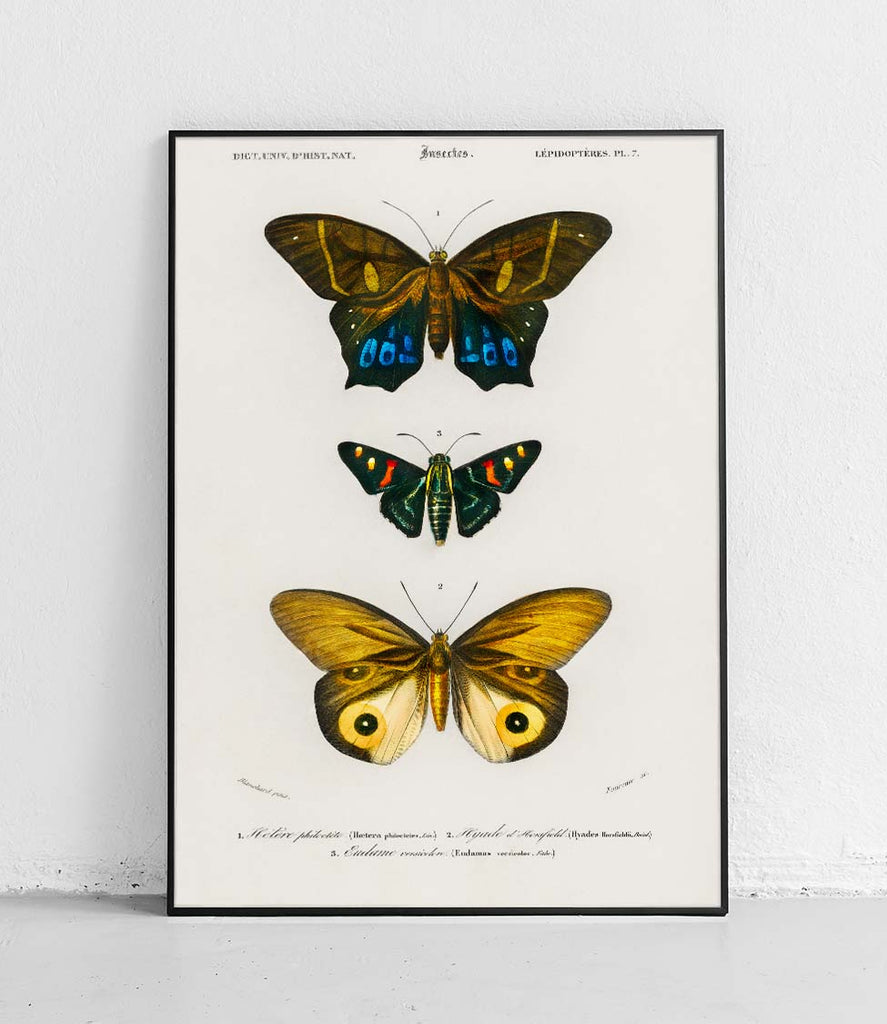 Butterflies 3 - poster