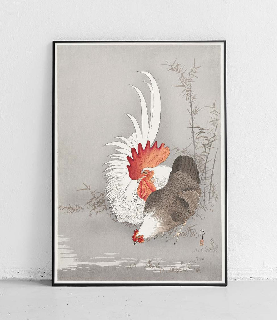 Rooster and chicken - poster