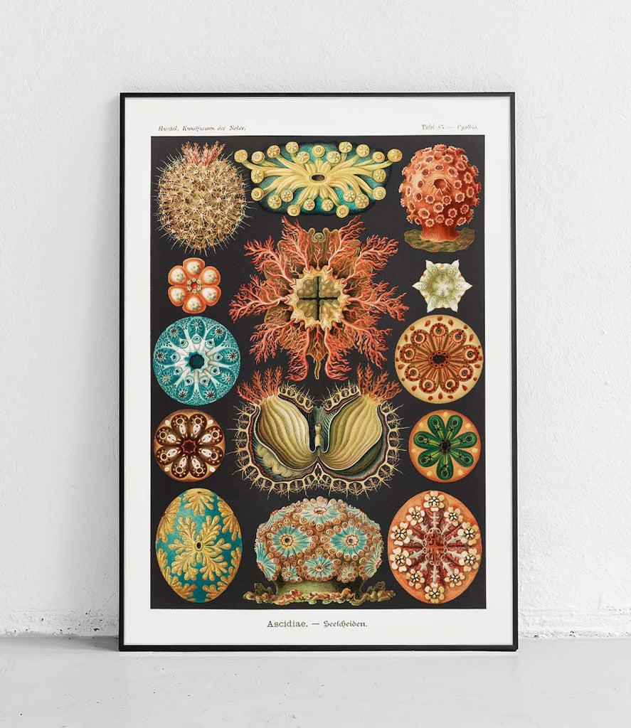 Ascidians - poster