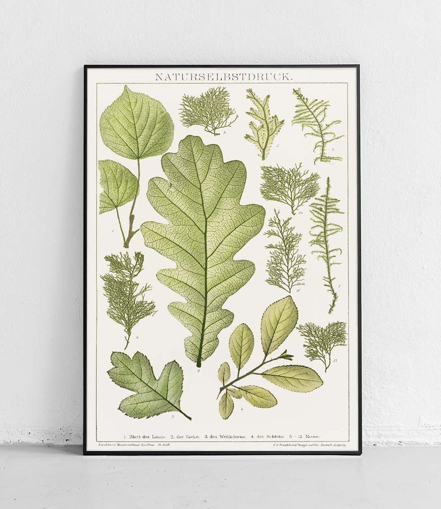 Leaves - poster