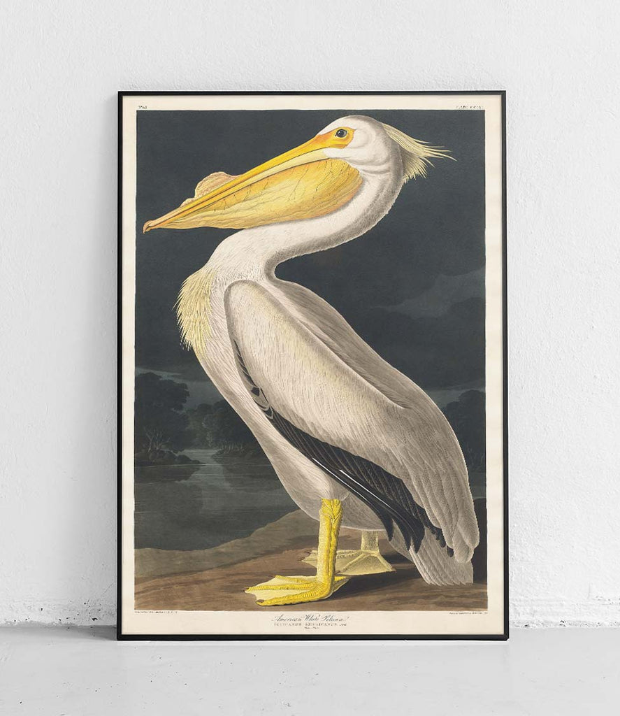 American white pelican - poster