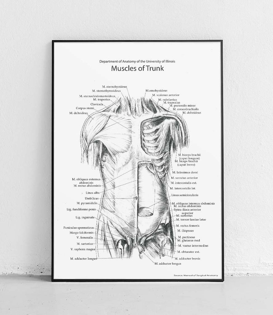 Torso muscles anterior structure on white background - poster